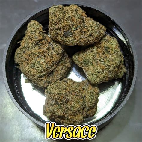 versace strain weed